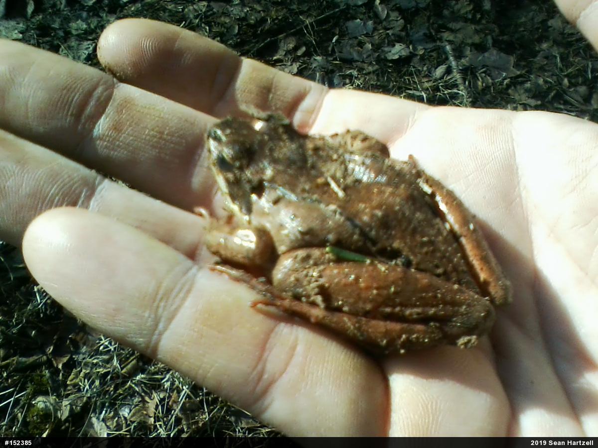 Wood Frog