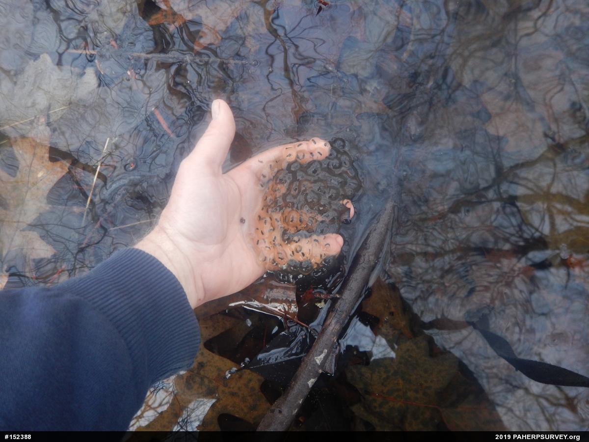 Wood Frog