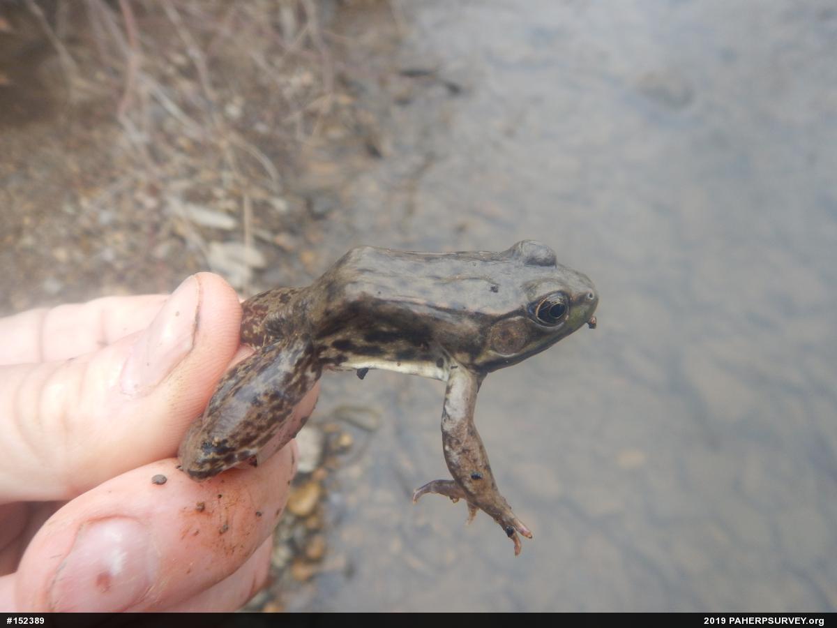 Green Frog