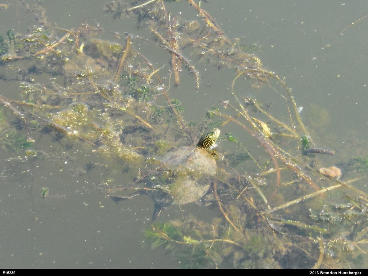Northern Map Turtle