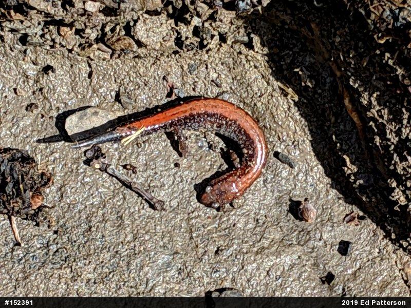 Eastern Red-backed  Salamander