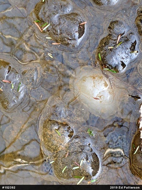 Spotted Salamander