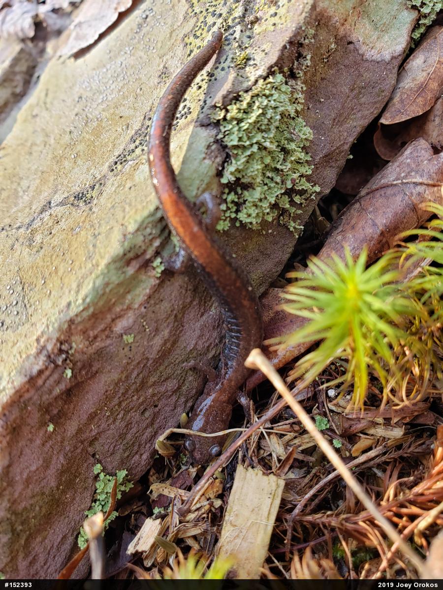 Eastern Red-backed  Salamander