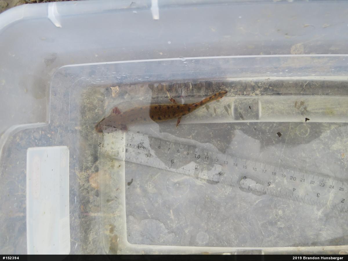 Common Mudpuppy