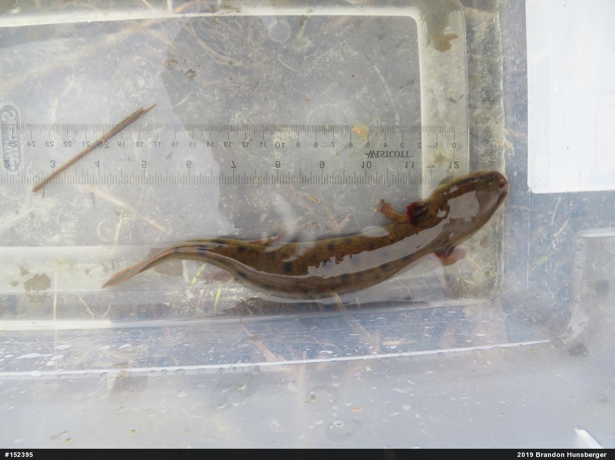 Common Mudpuppy