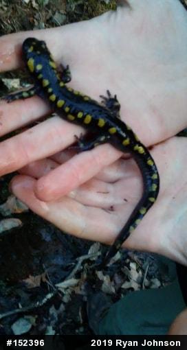 Spotted Salamander