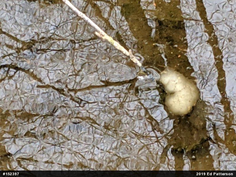 Spotted Salamander
