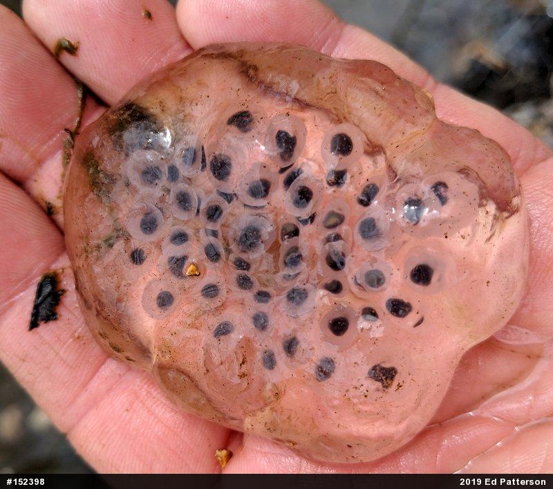 Spotted Salamander