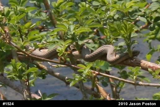 Queensnake