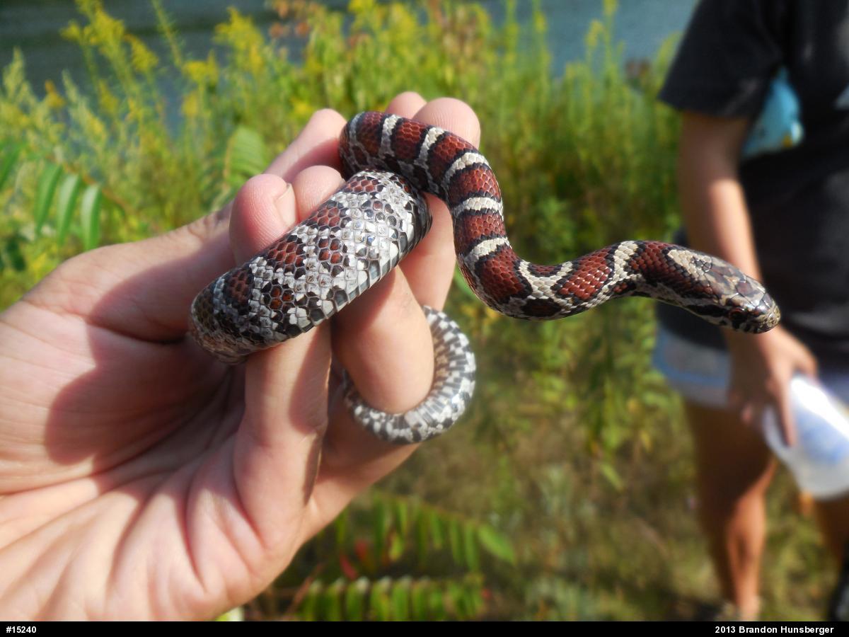 Eastern Milksnake