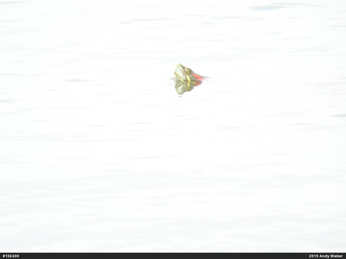 Red-eared Slider