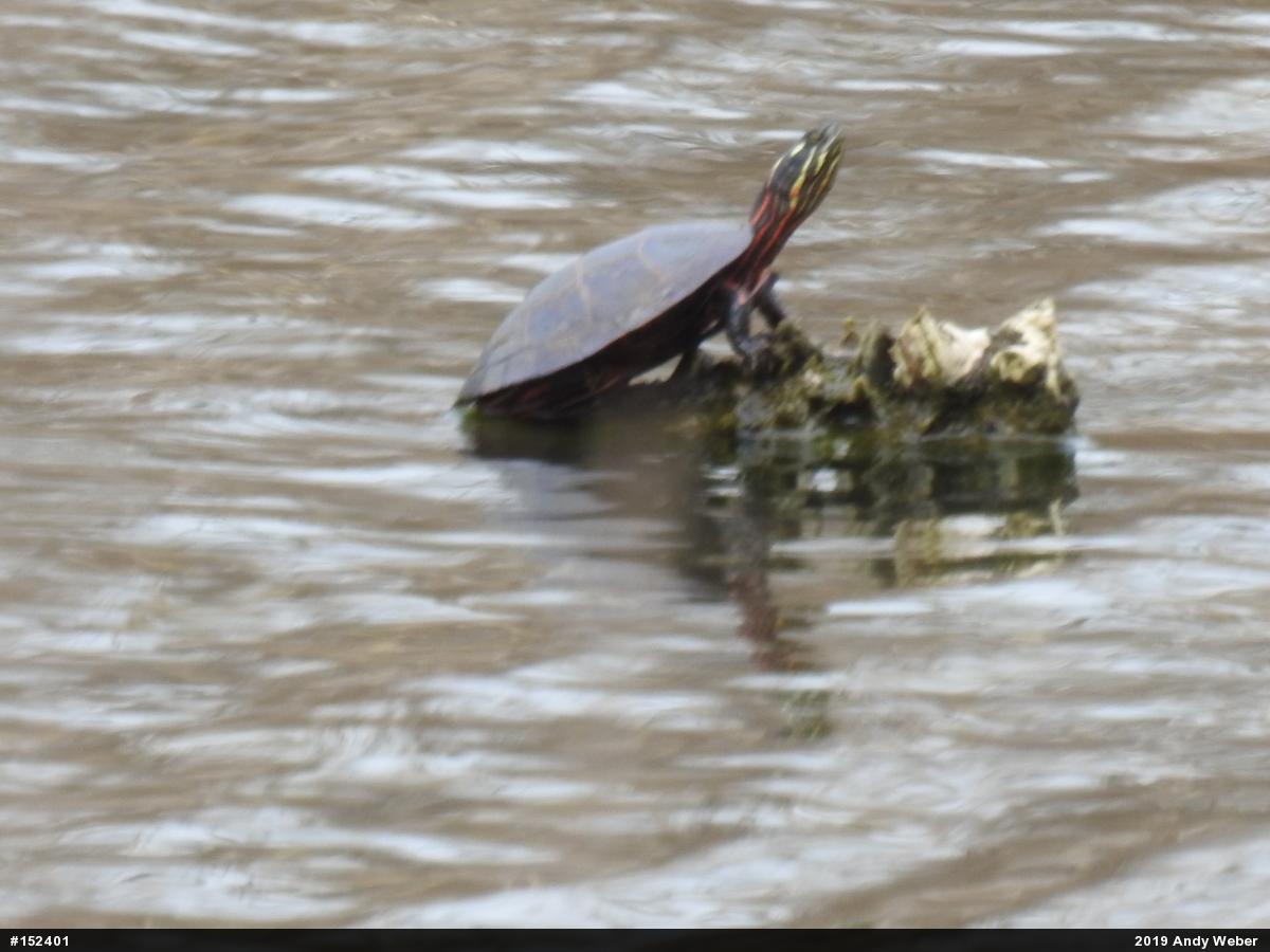 Painted Turtle