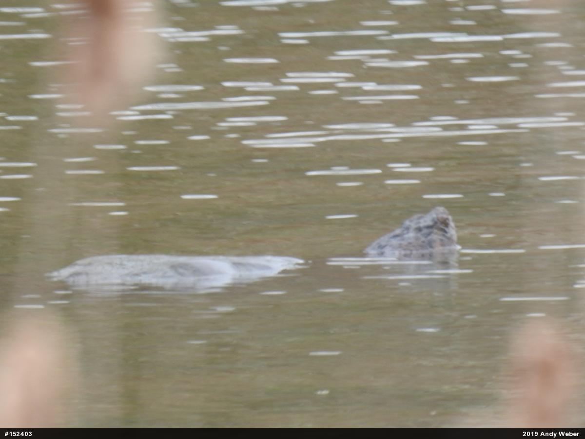 Snapping Turtle