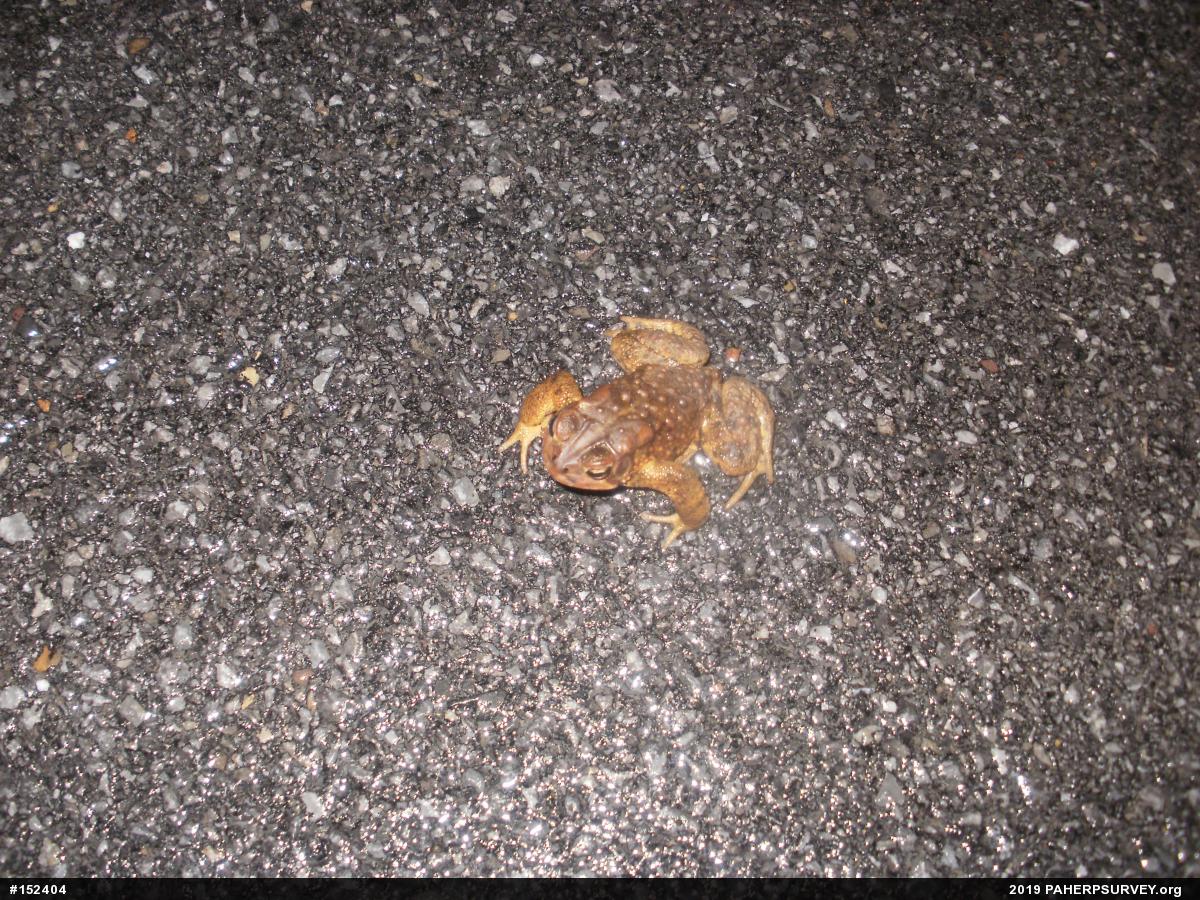 Eastern American Toad
