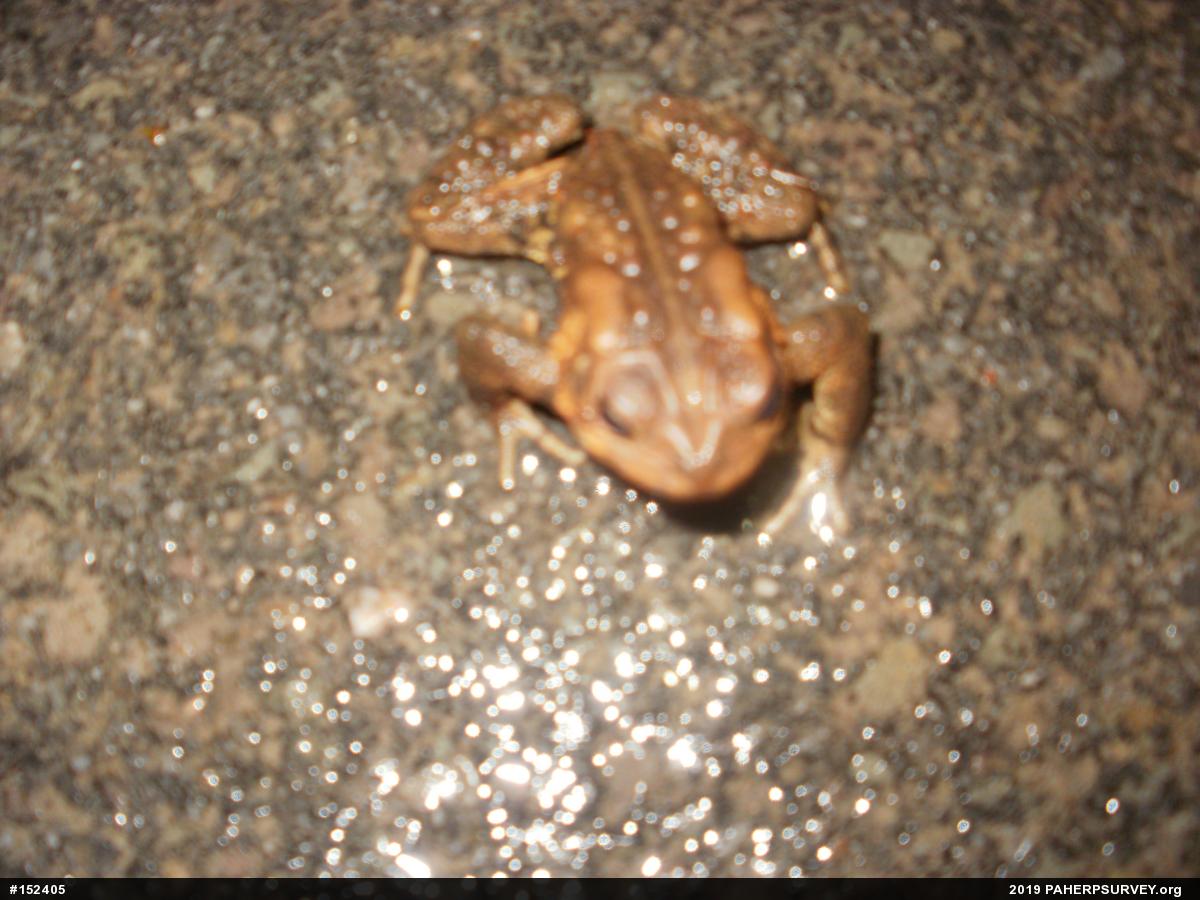 Eastern American Toad