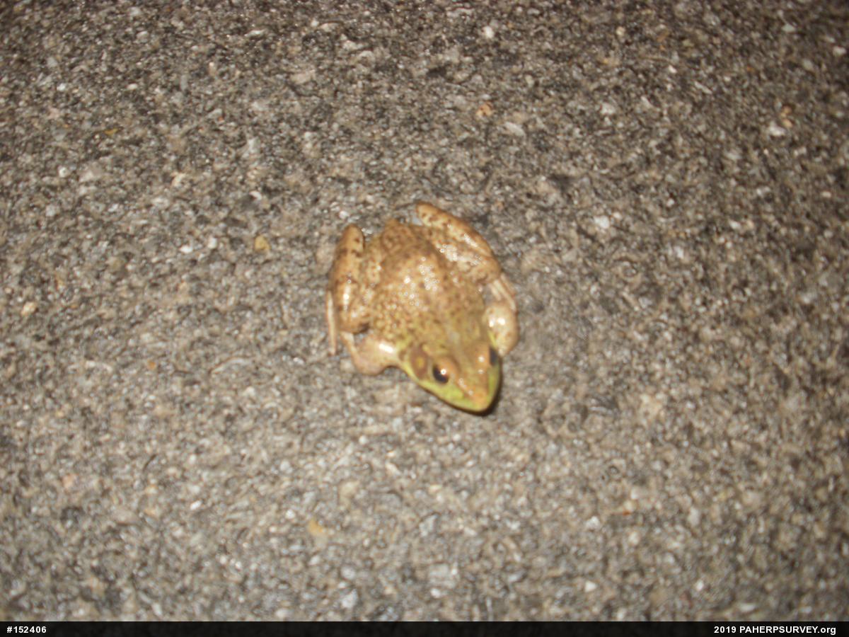 Green Frog