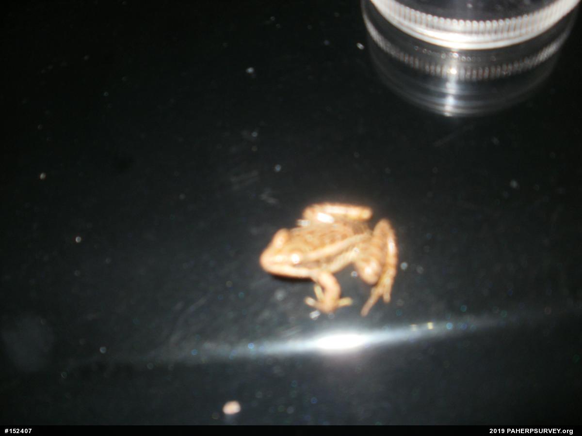 Pickerel Frog