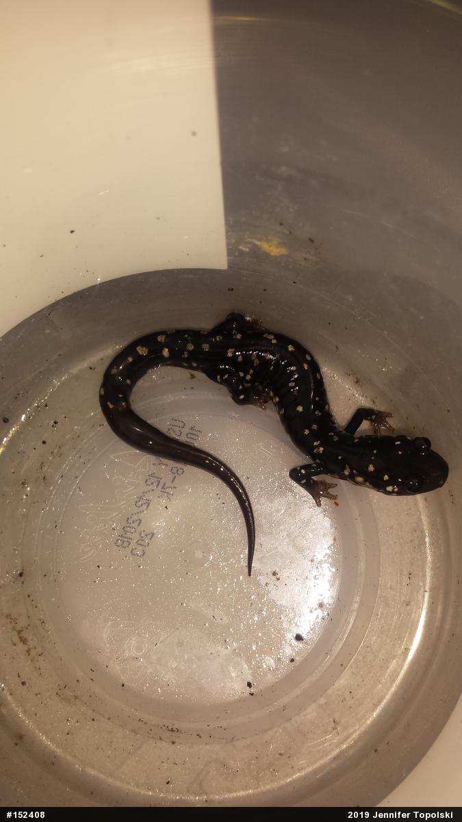 Northern Slimy Salamander