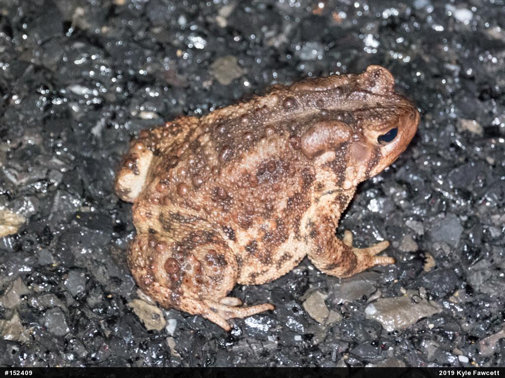 Eastern American Toad