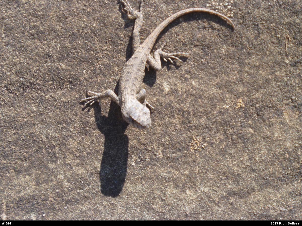 Eastern Fence Lizard