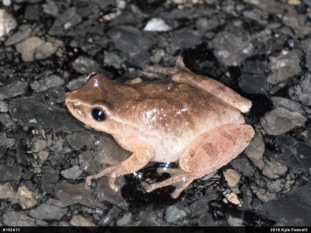 Spring Peeper