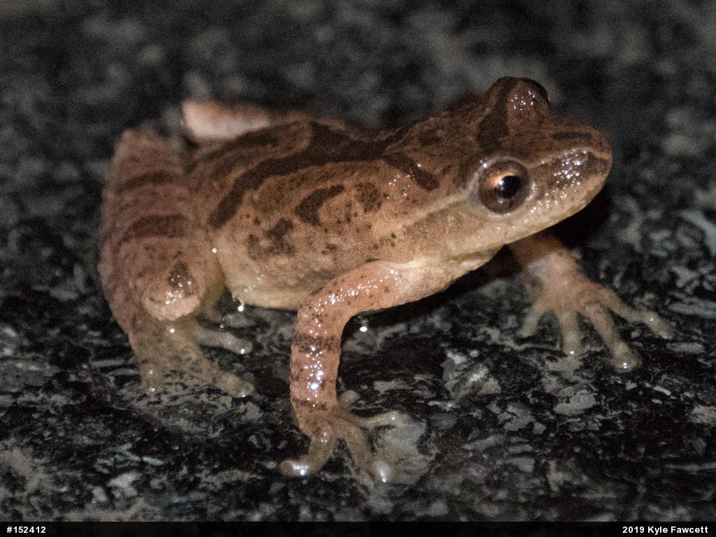 Spring Peeper