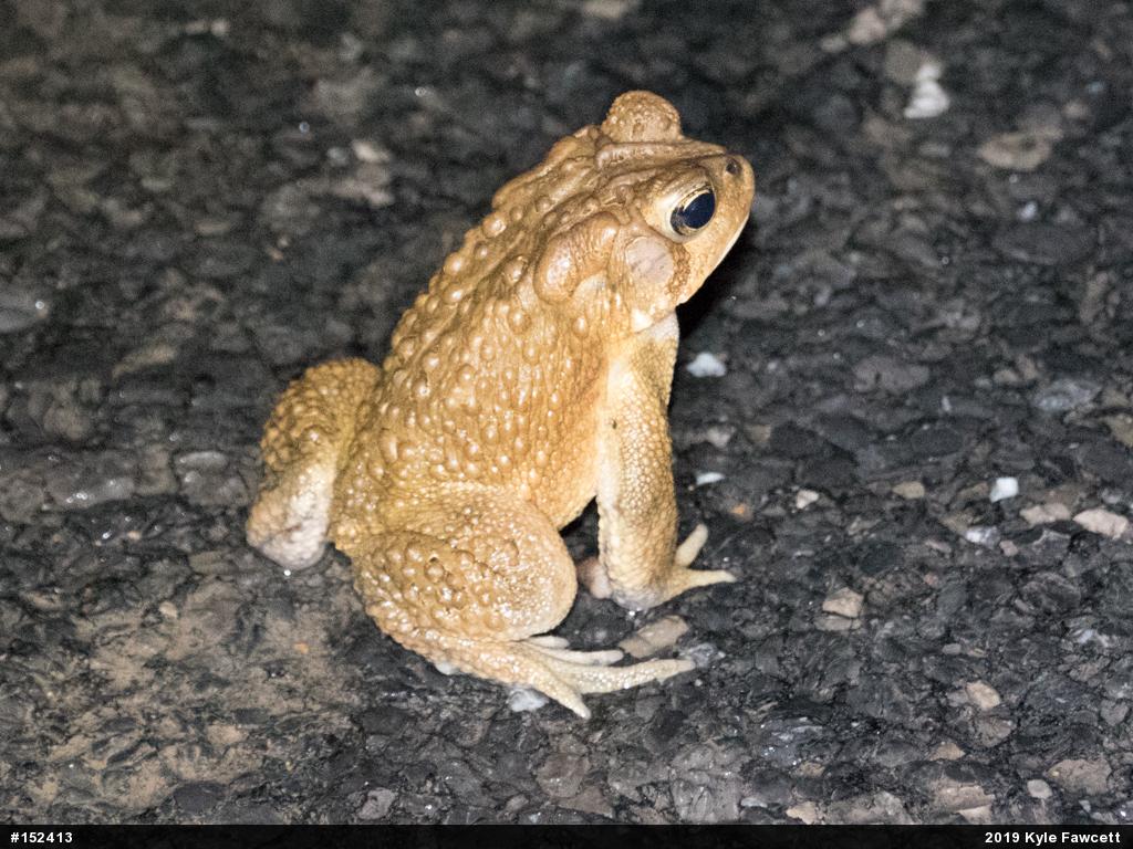 Eastern American Toad