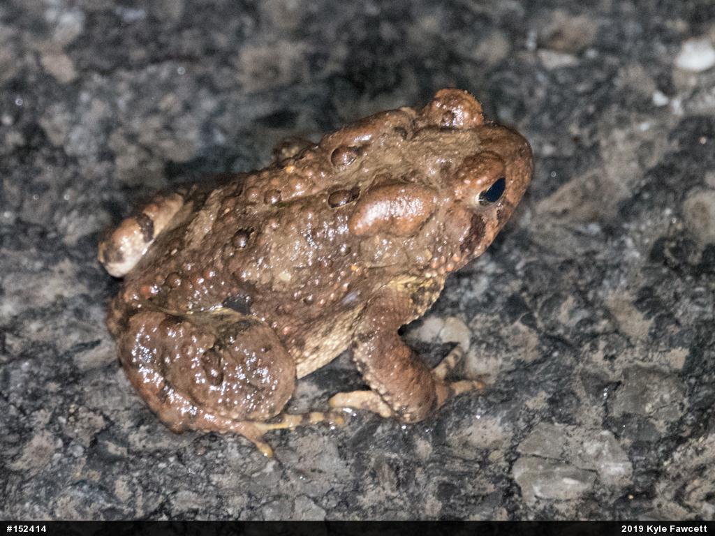 Eastern American Toad