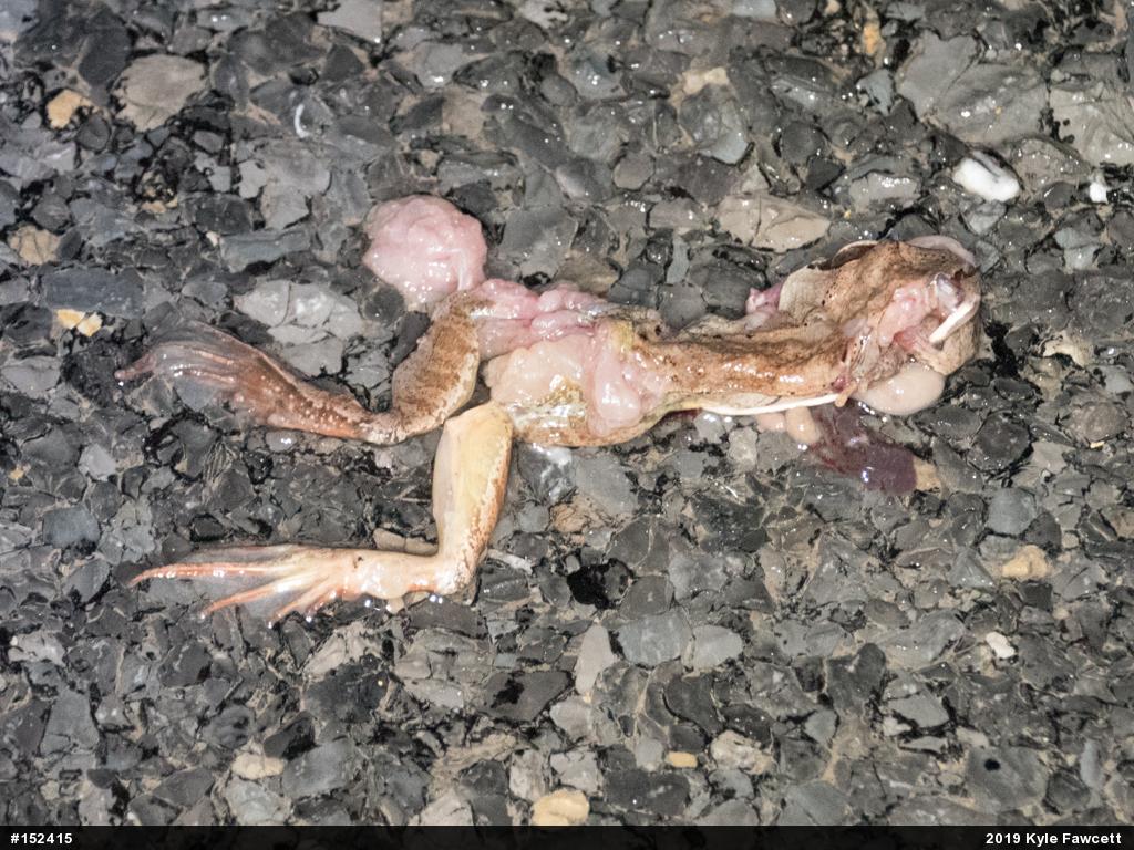 Wood Frog