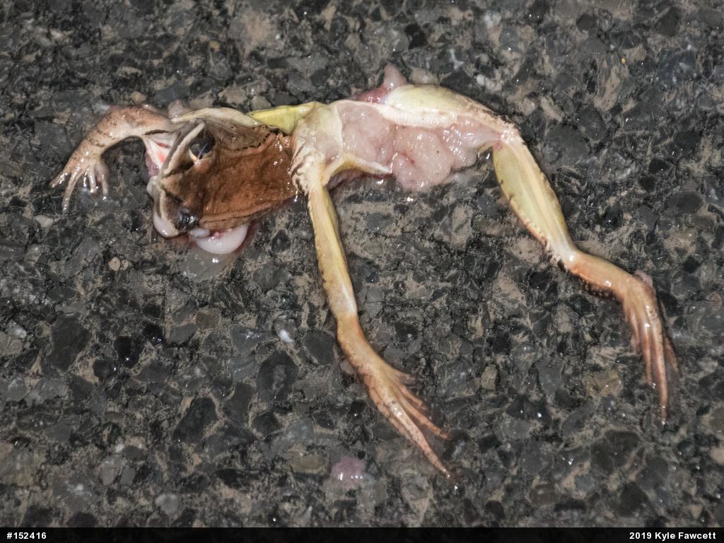 Wood Frog