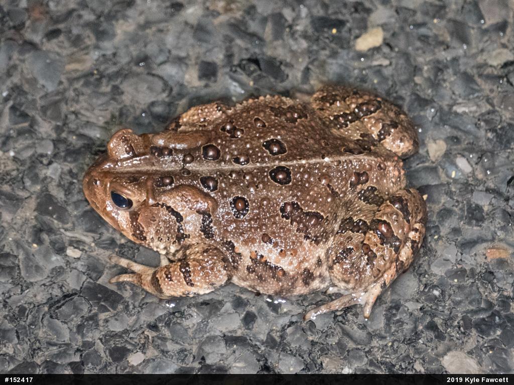 Eastern American Toad