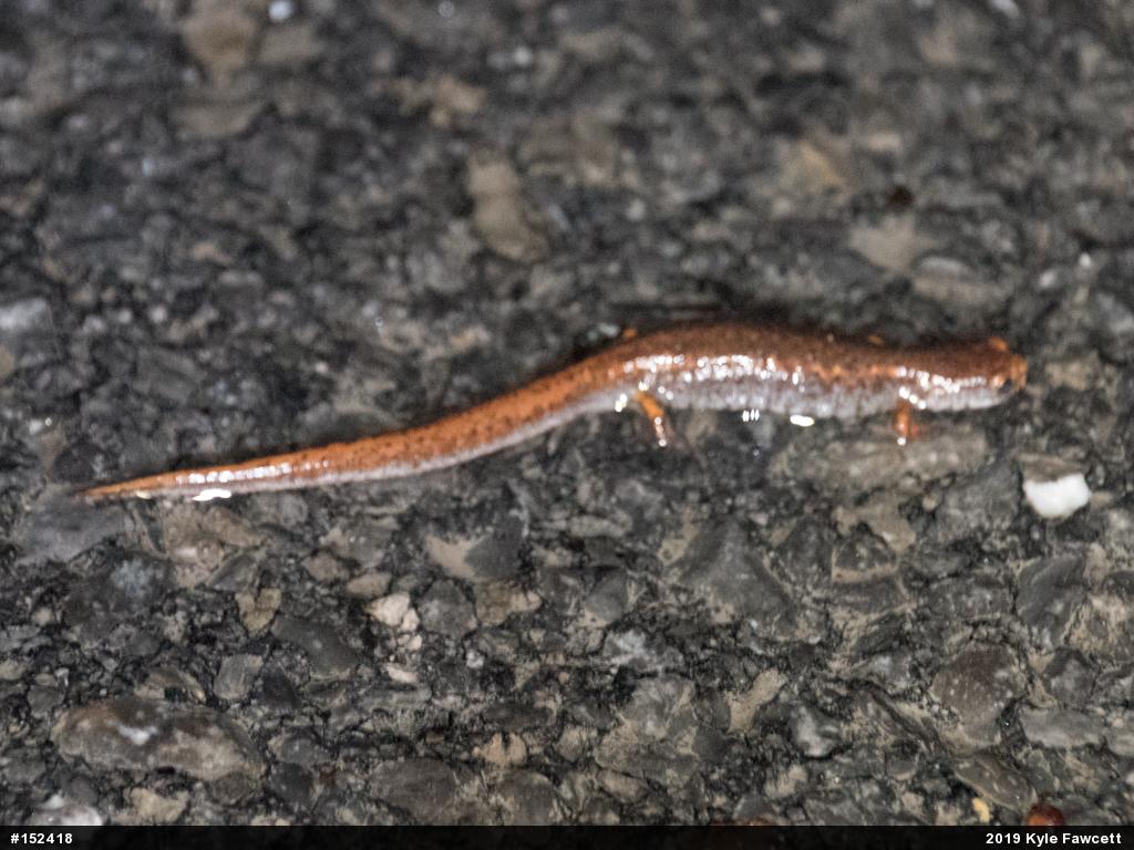 Four-toed Salamander