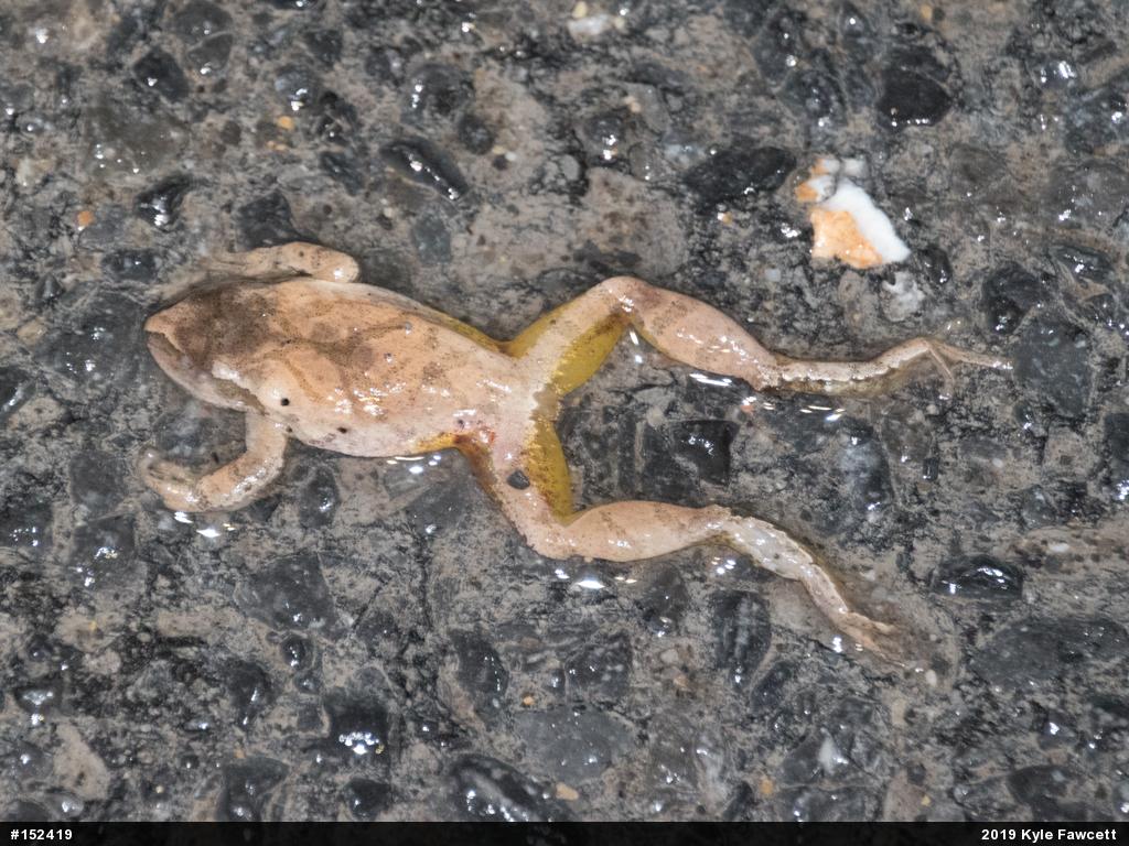 Spring Peeper