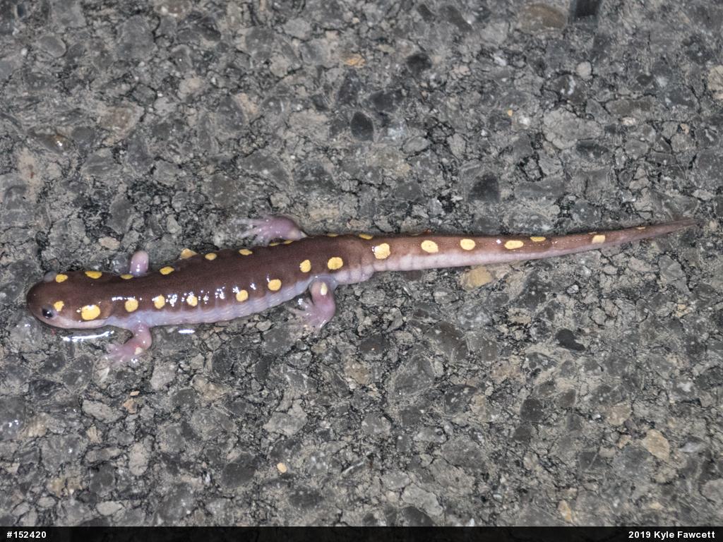 Spotted Salamander