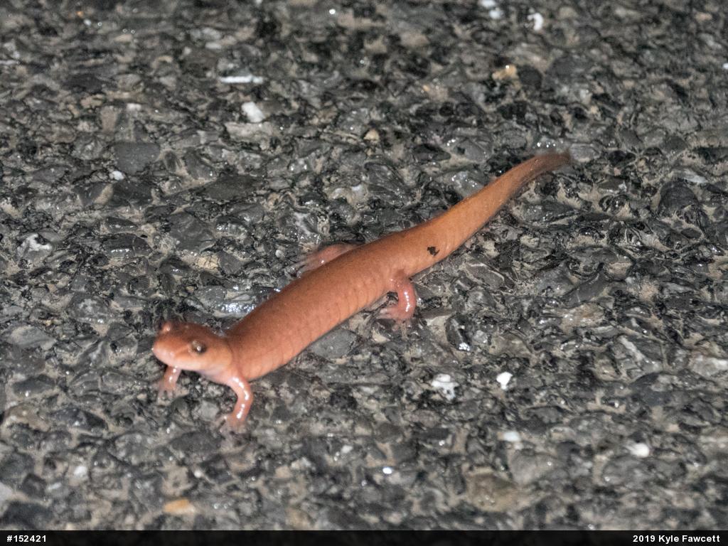 Northern Spring Salamander