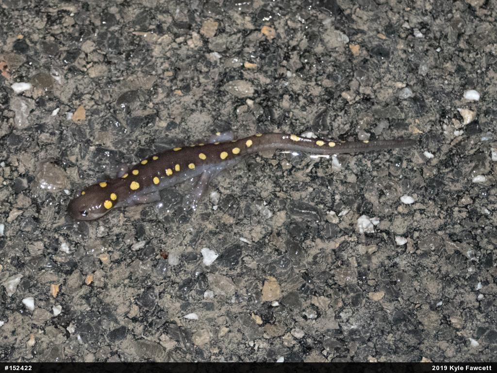 Spotted Salamander