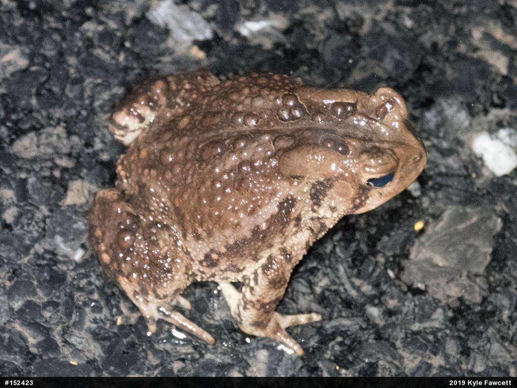 Eastern American Toad