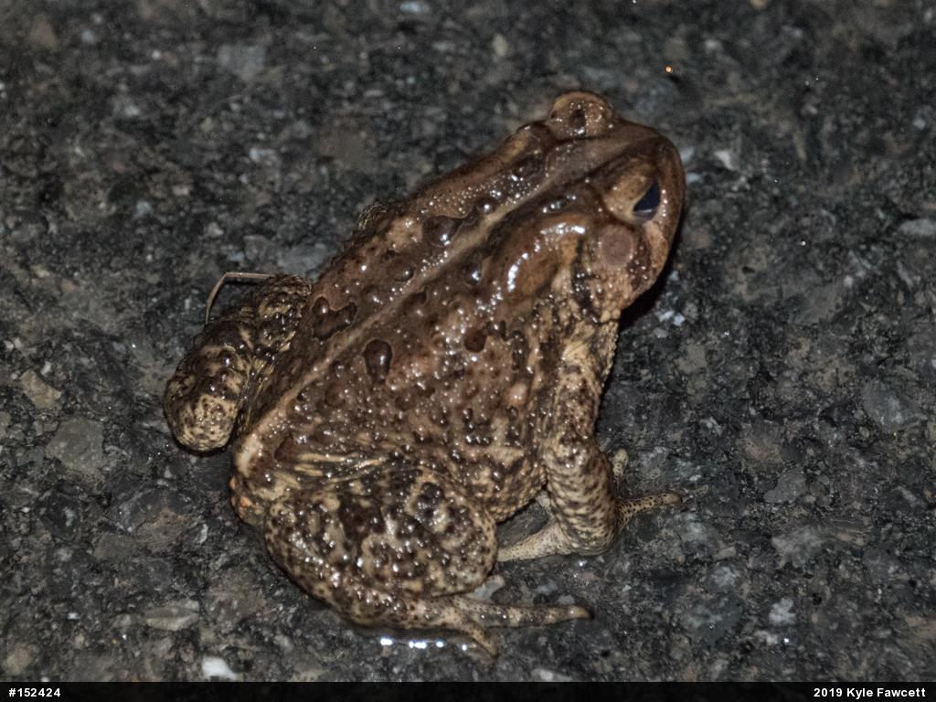 Eastern American Toad