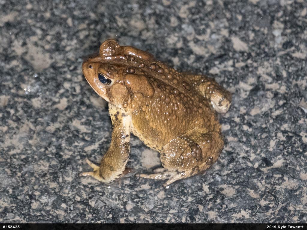 Eastern American Toad