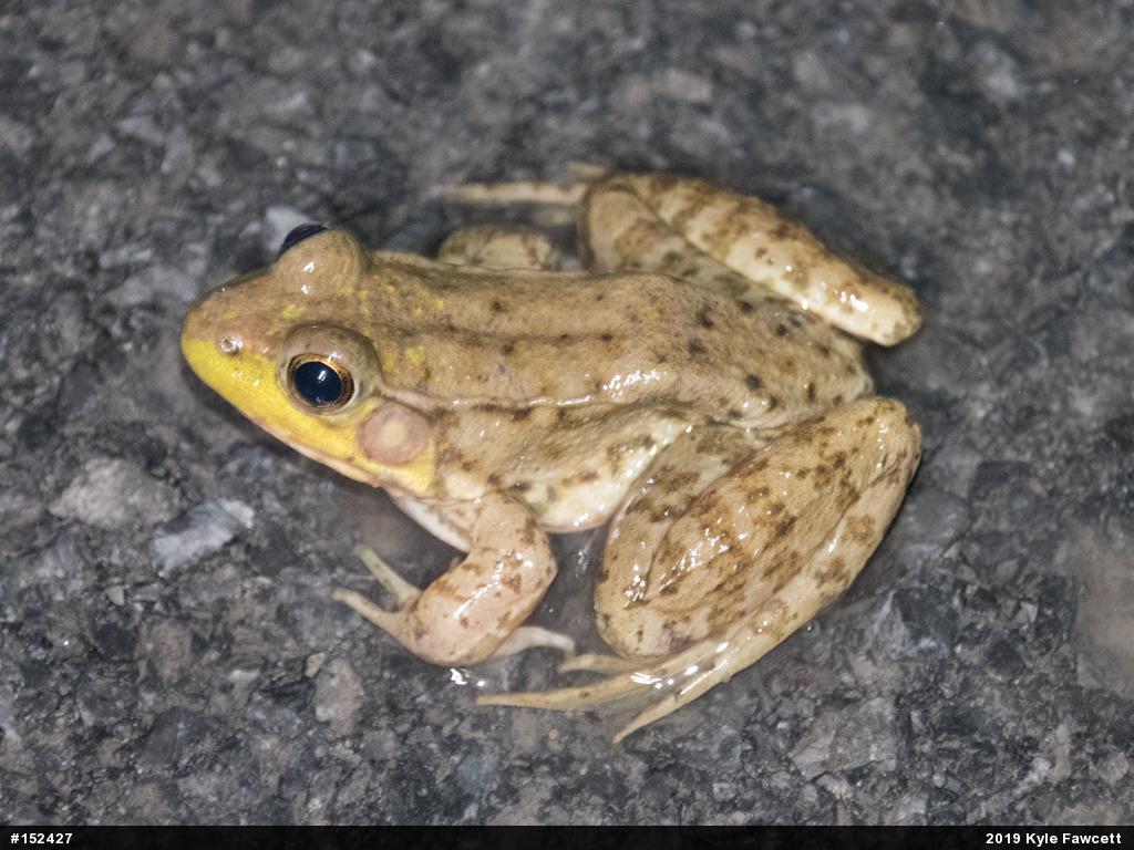 Green Frog