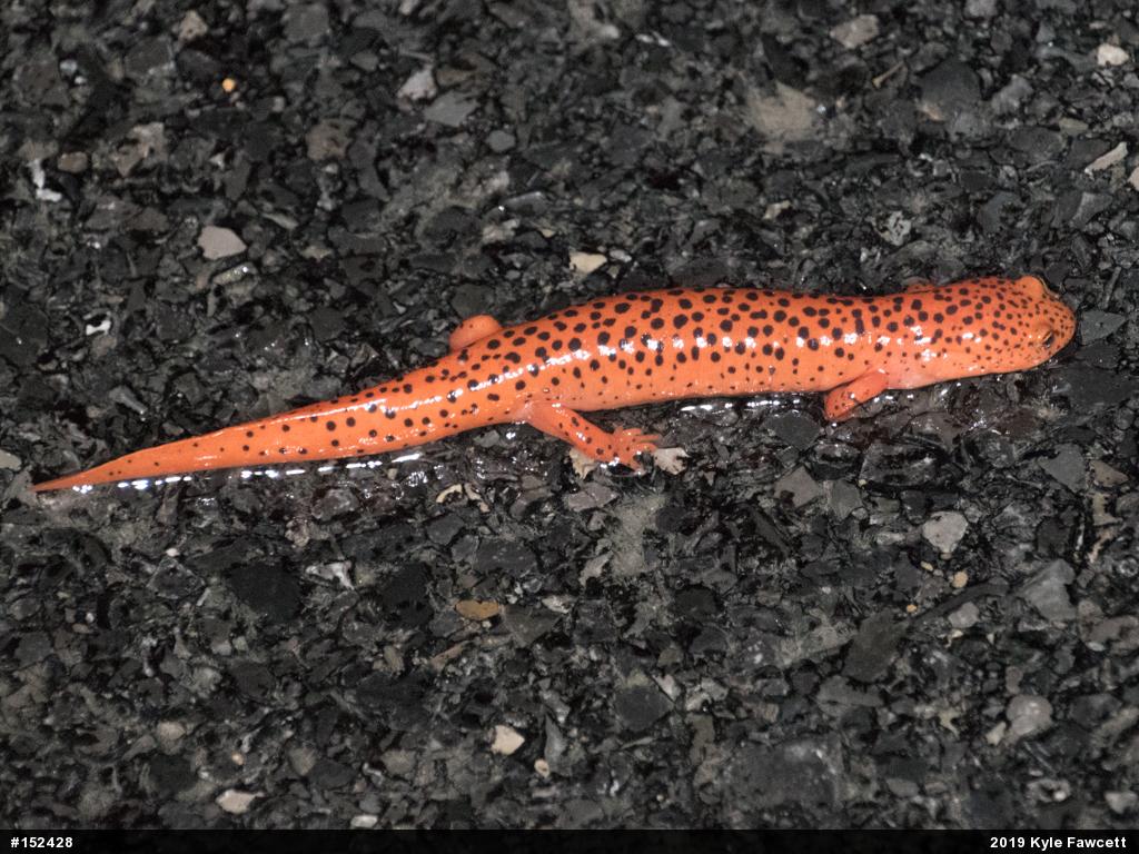 Northern Red Salamander