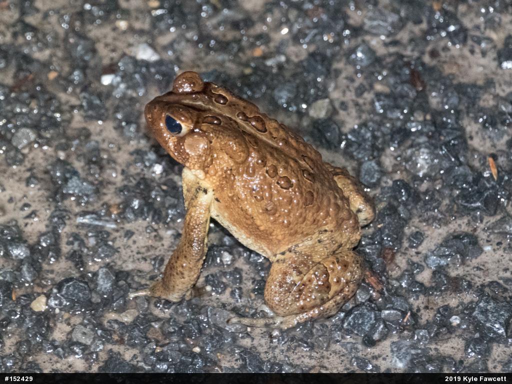 Eastern American Toad