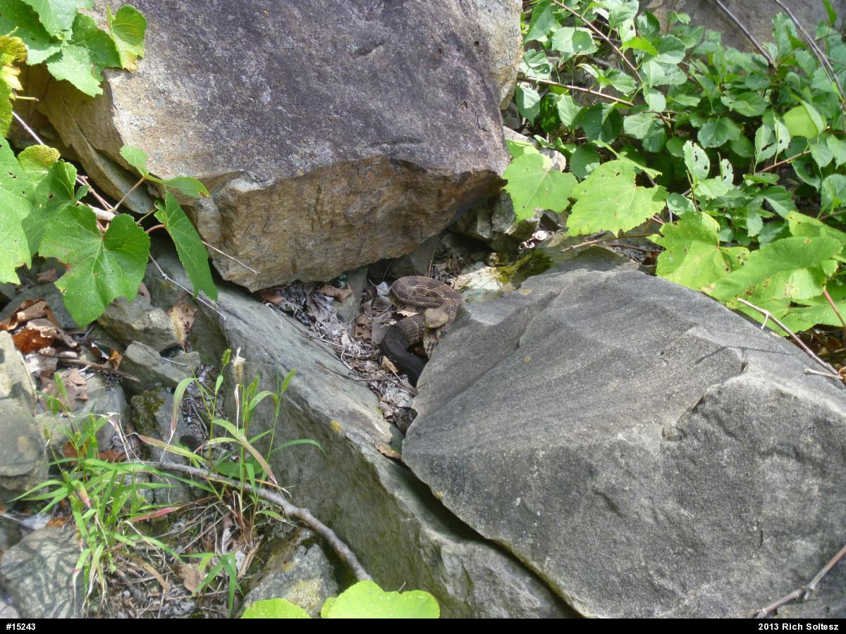 Timber Rattlesnake