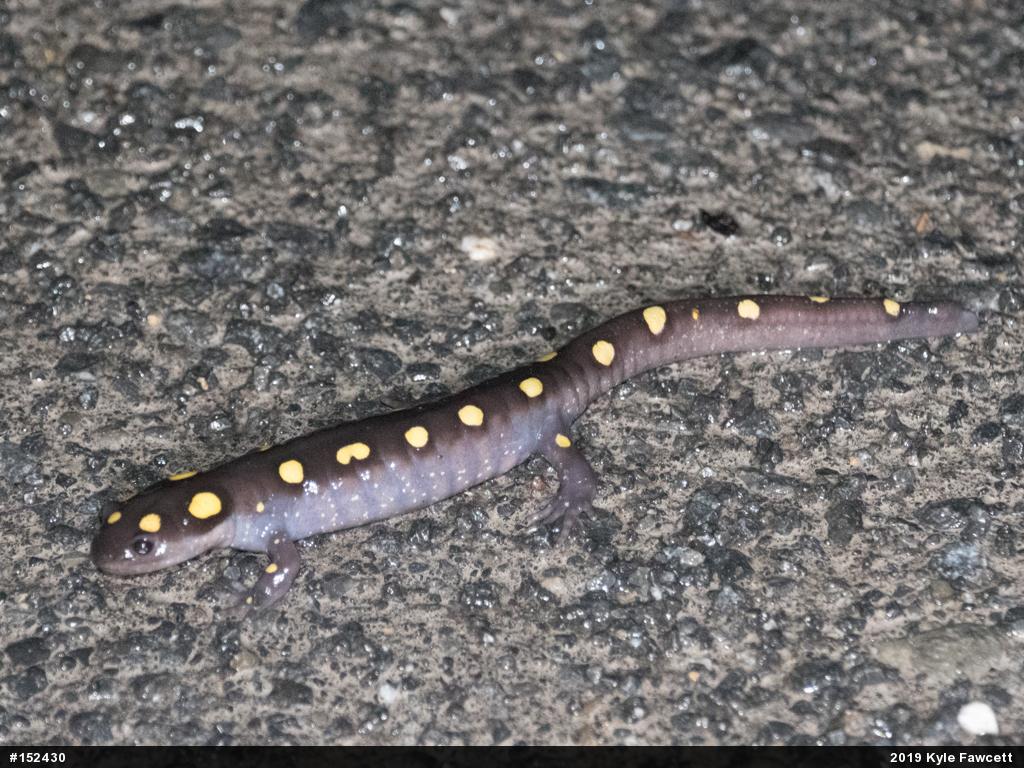 Spotted Salamander