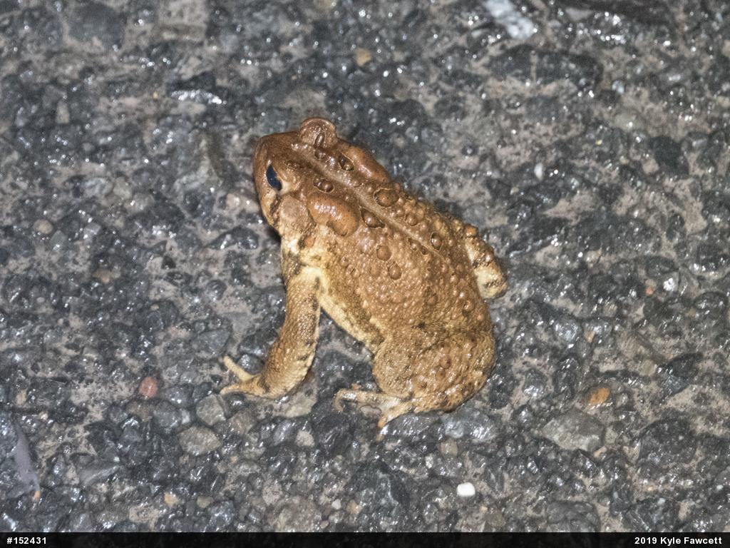 Eastern American Toad