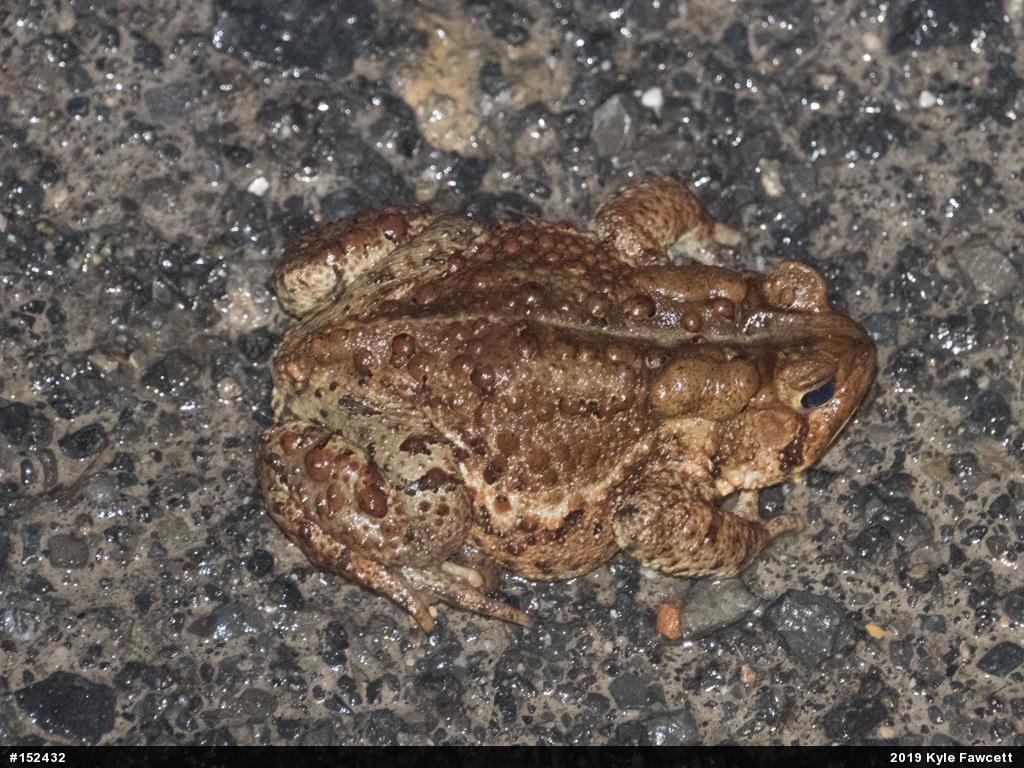 Eastern American Toad