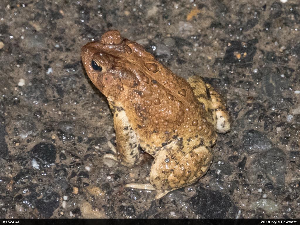 Eastern American Toad