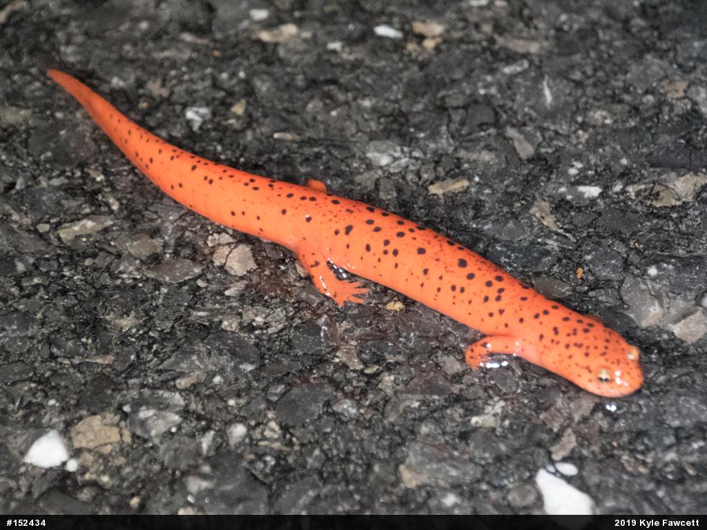 Northern Red Salamander