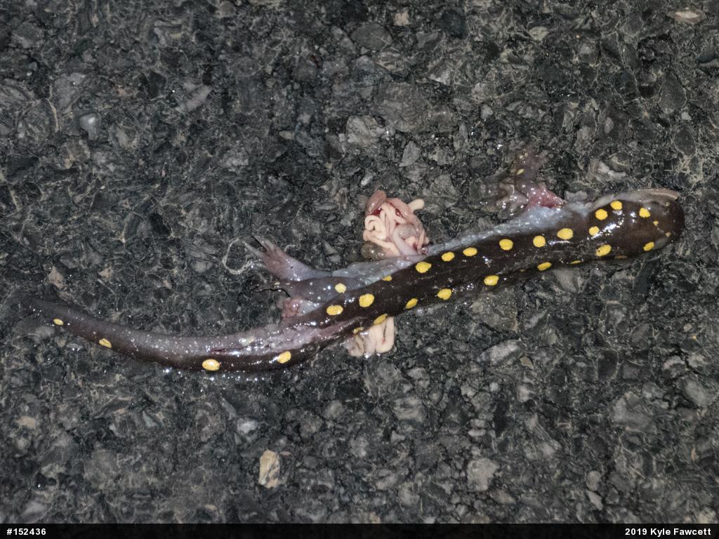 Spotted Salamander