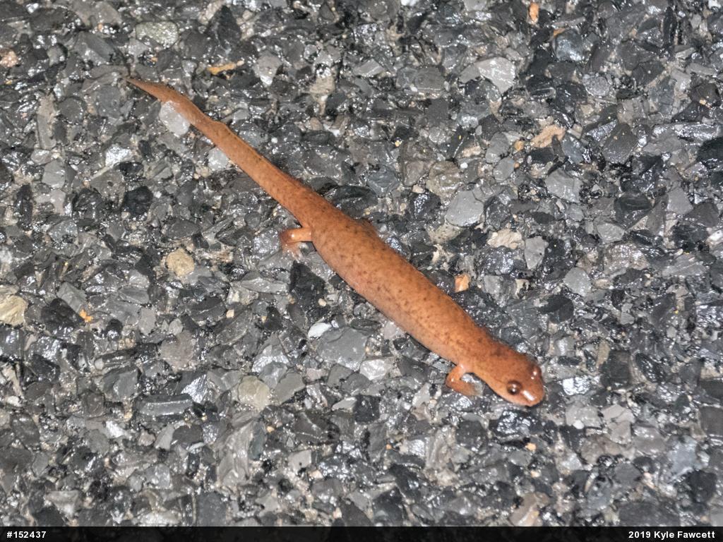 Northern Spring Salamander